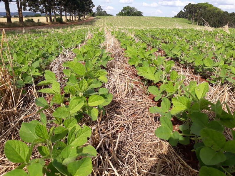Doenças da cultura da soja afetam lavouras no campo de atuação da Coasa