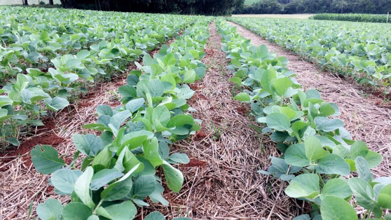 Coasa lança campanha de bioestimulantes