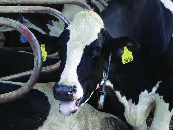 Médica veterinária alerta sobre estresse térmico em vacas leiteiras