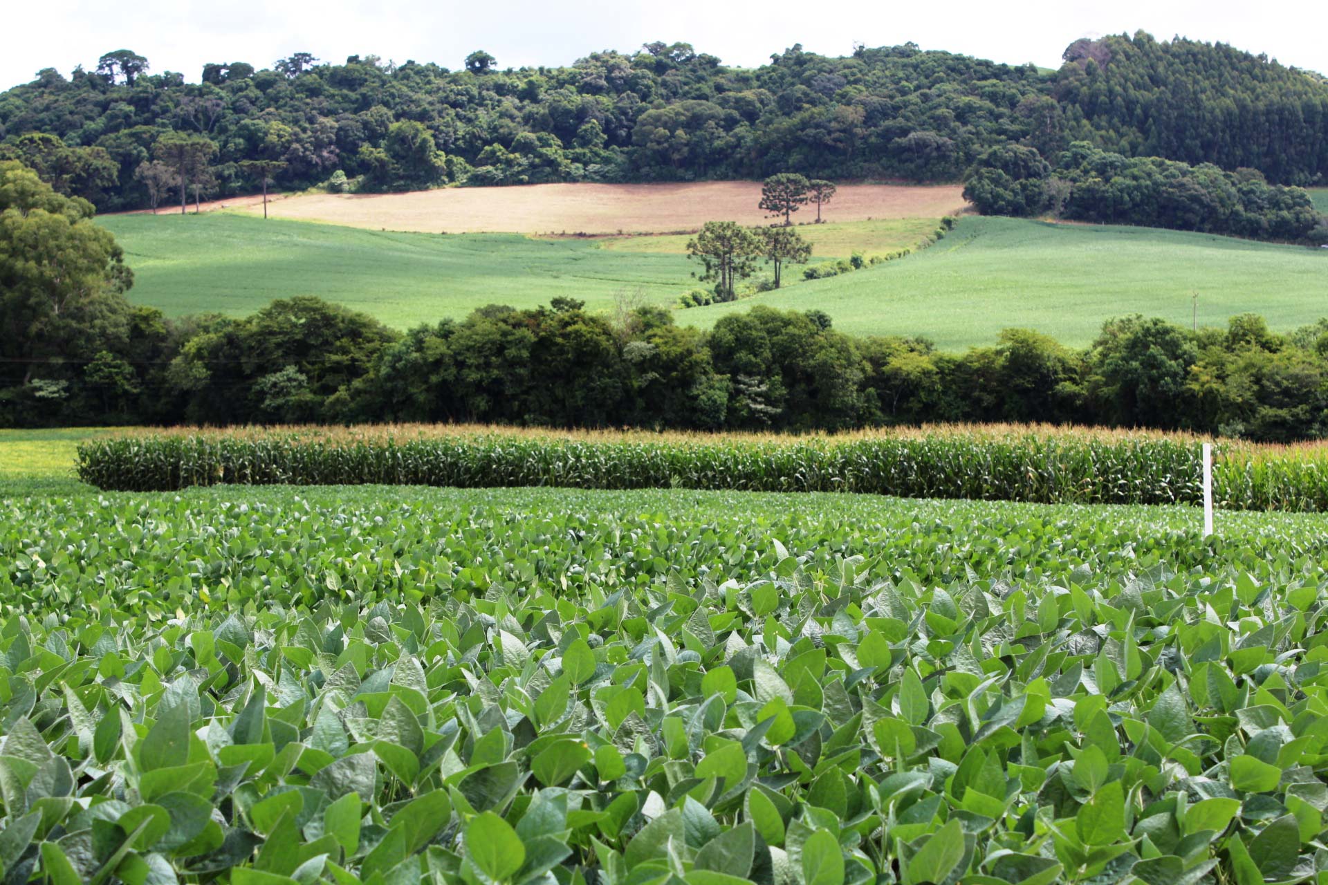 Dia de Campo Coasa: tecnologia, inovação e lançamentos de cultivares