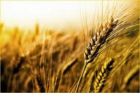 Agrônomos alertam sobre as estratégias que devem acontecer agora
