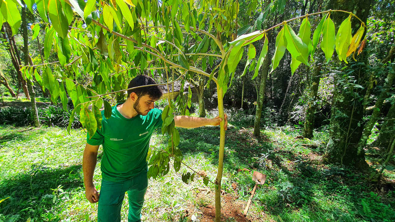 Coasa realiza projeto de arborização em comemoração ao Dia da Árvore