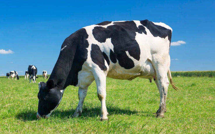 Planejamento forrageiro garante a nutrição dos rebanhos durante todo o ano