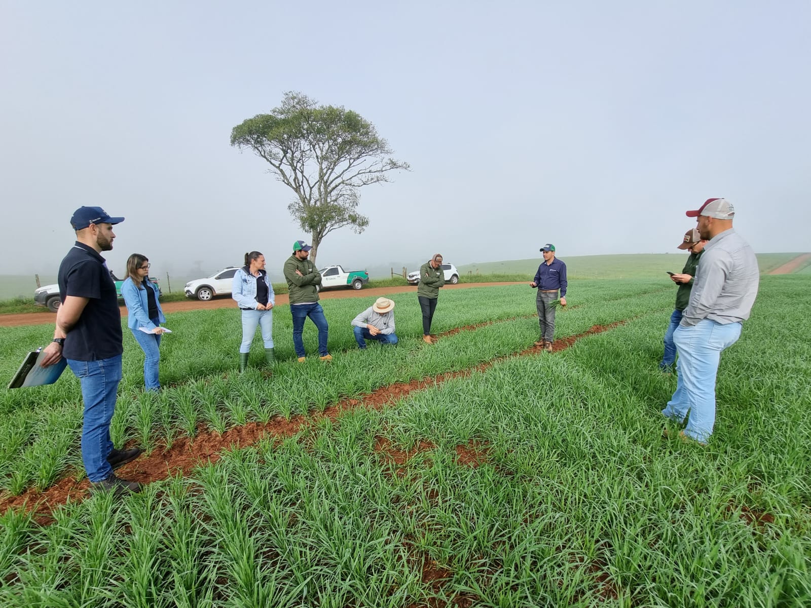 Coasa realiza treinamento a campo voltado às lavouras de trigo