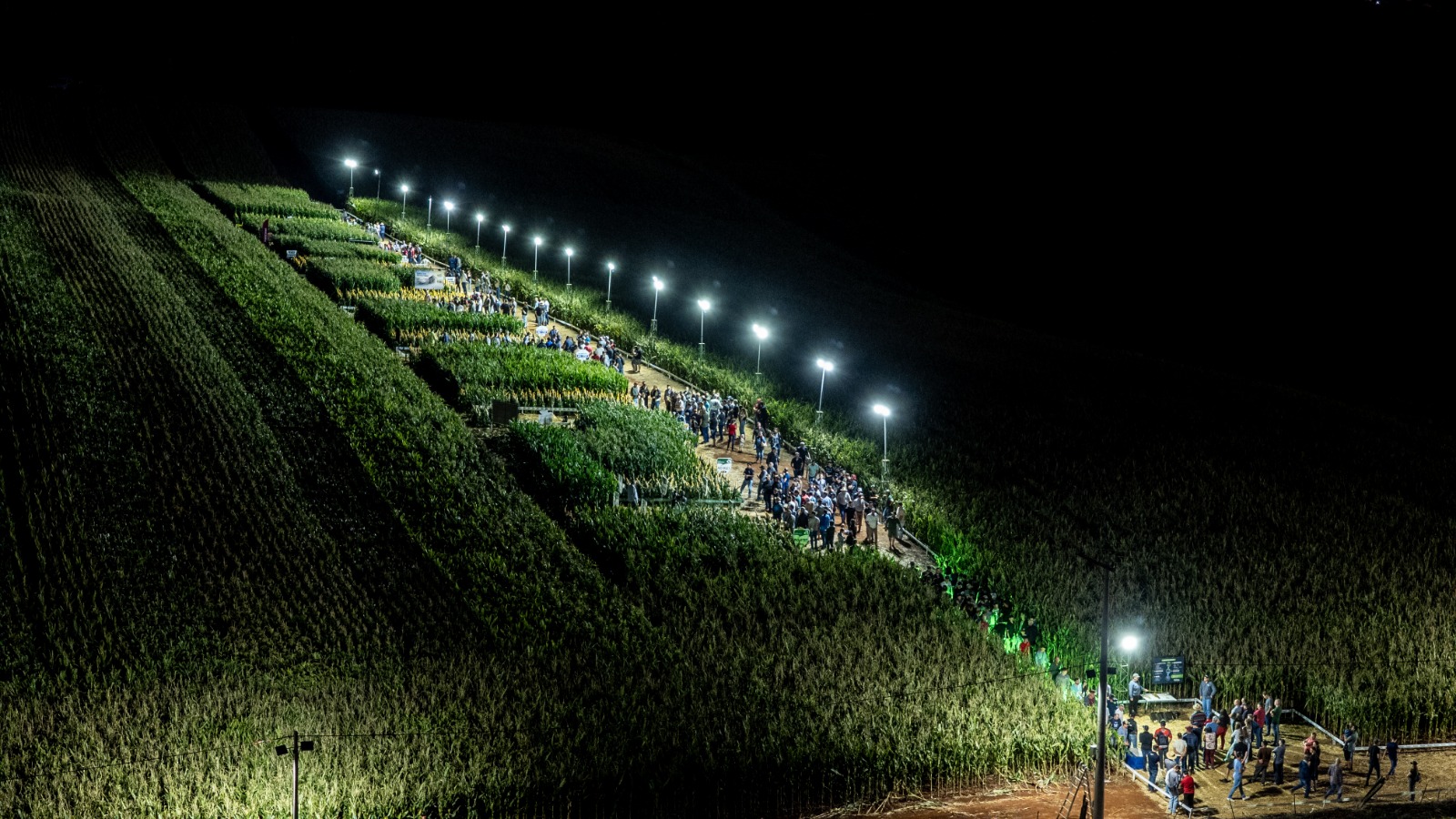 Noite de Campo da Coasa destaca tecnologias e manejo do milho para as próximas safras 