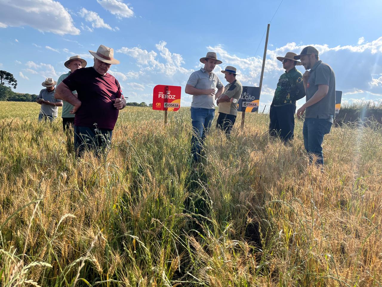 Tarde de Campo em Ciríaco posicionou diferentes cultivares de trigo implantadas na região