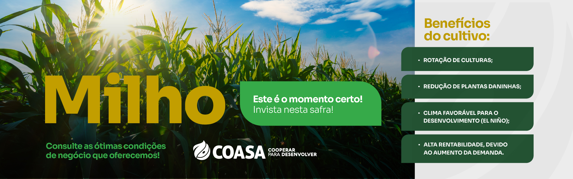 Cultivo de milho